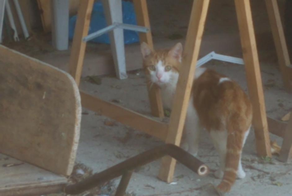 Alerta de Desaparición Gato  Macho , 2 años Préfontaines Francia