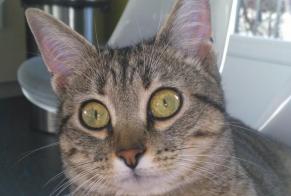 Alerta de Desaparición Gato  Hembra , 7 años Rillieux-la-Pape Francia