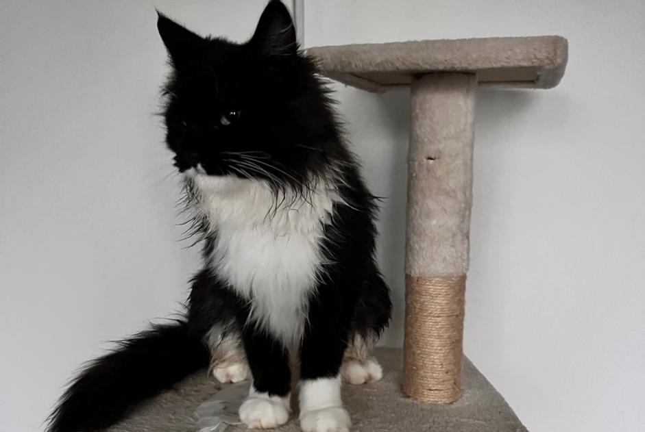Alerta de Desaparición Gato  Hembra , 2 años Écot Francia