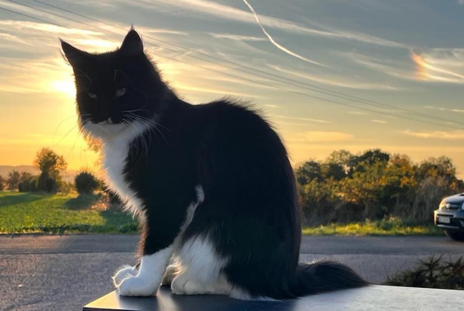 Alerta de Desaparición Gato  Hembra , 2 años Écot Francia