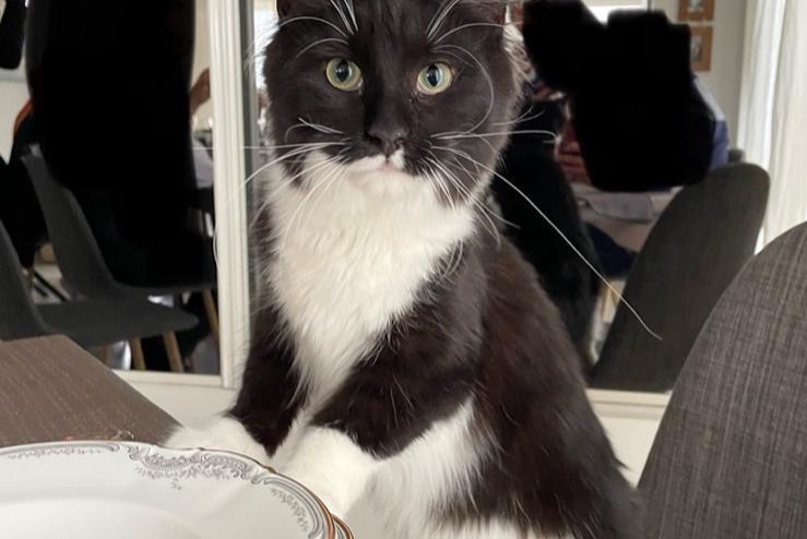 Alerta de Desaparición Gato  Hembra , 2 años Écot Francia