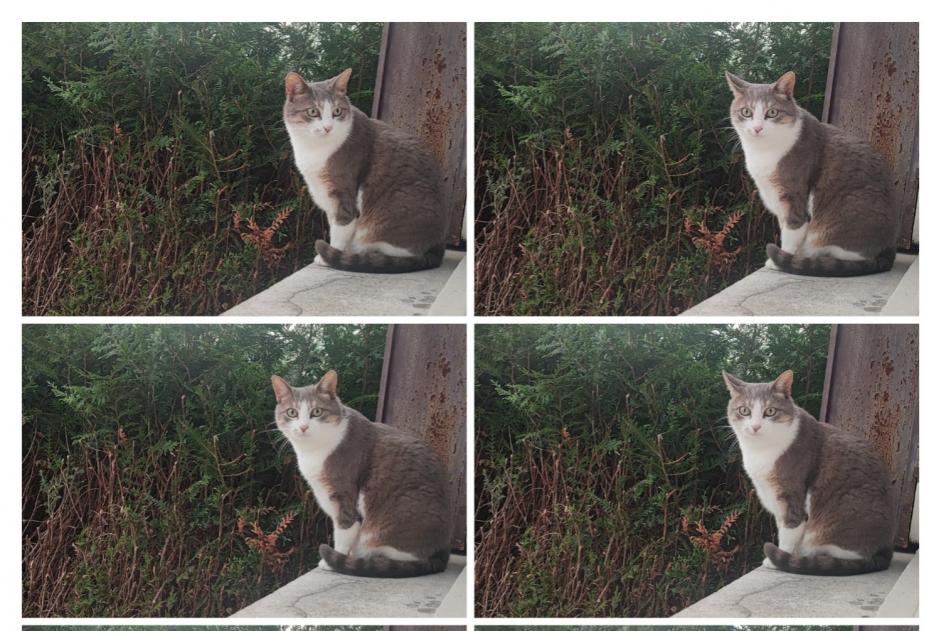 Alerta de Desaparición Gato  Hembra , 9 años Athis-Mons Francia