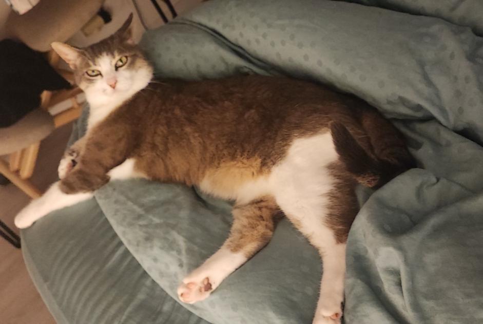 Alerta de Desaparición Gato  Hembra , 9 años Athis-Mons Francia