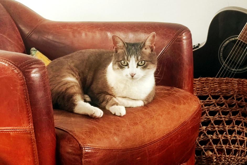 Alerta de Desaparición Gato  Hembra , 9 años Athis-Mons Francia