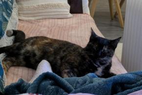 Alerta de Desaparición Gato cruce  Hembra , 1 años La Roche-sur-Yon Francia