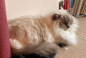 Alerta de Desaparición Gato  Macho , 3 años Nantes Francia