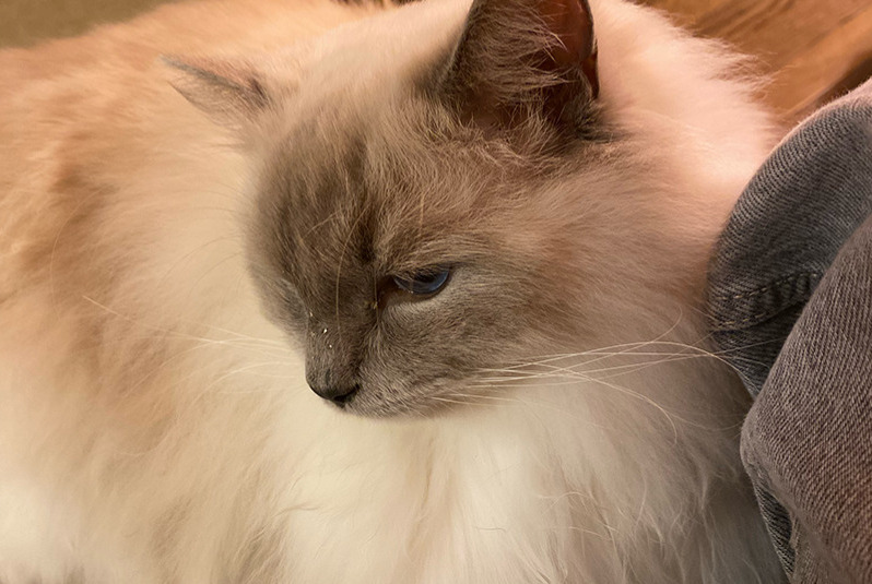 Alerta de Desaparición Gato  Macho , 3 años Nantes Francia