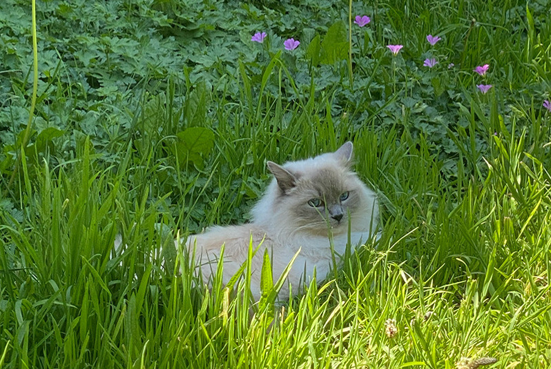 Alerta de Desaparición Gato  Macho , 3 años Nantes Francia