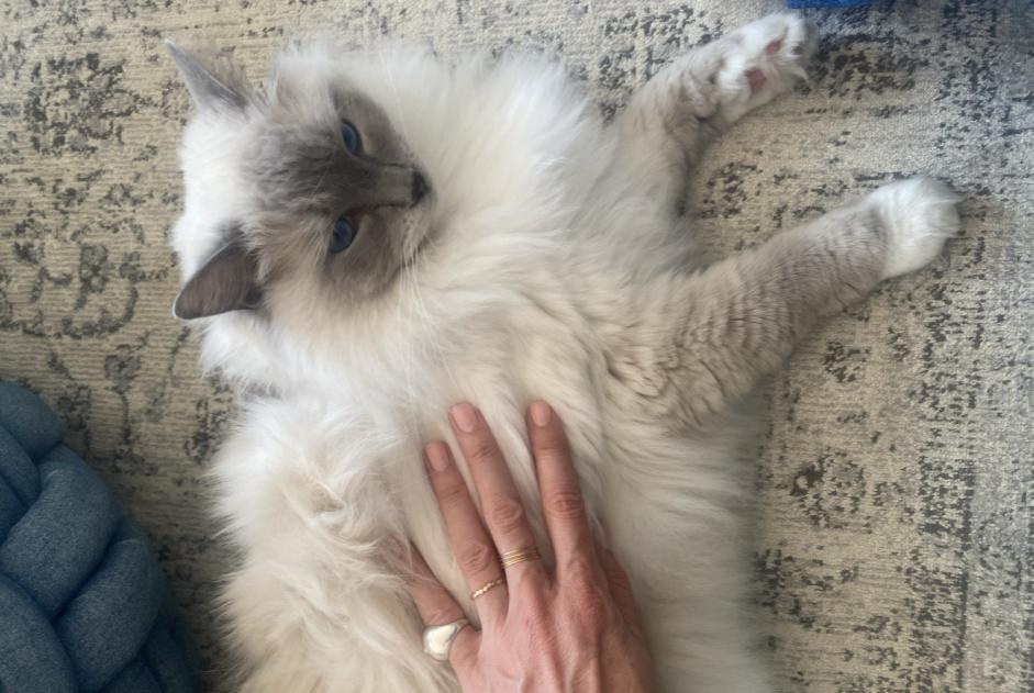 Alerta de Desaparición Gato  Macho , 3 años Nantes Francia
