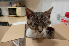Alerta de Hallazgo Gato cruce  Desconocido L'Isle-d'Espagnac Francia