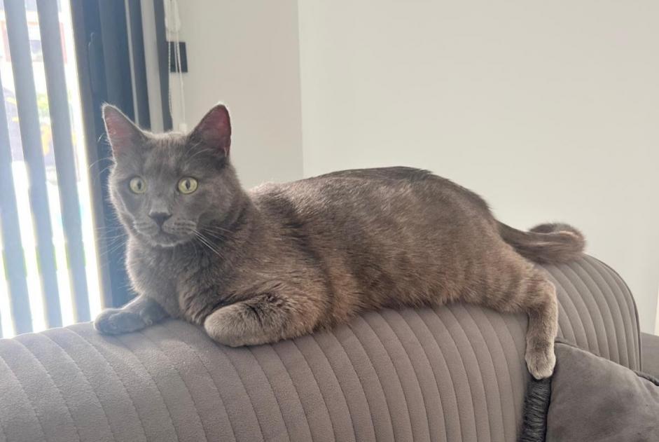 Alerta de Desaparición Gato Macho , 2 años Albertville Francia