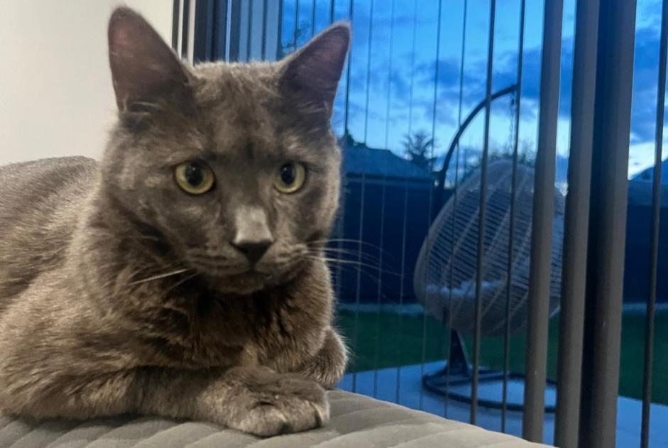 Alerta de Desaparición Gato Macho , 2 años Albertville Francia