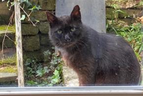Alerta de Hallazgo Gato  Macho Hagnéville-et-Roncourt Francia