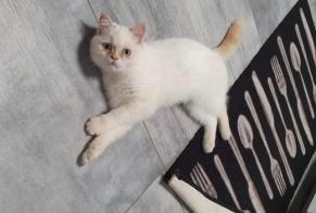 Alerta de Desaparición Gato  Hembra , 4 años Bléré Francia