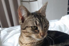 Alerta de Desaparición Gato cruce  Hembra , 1 años Vernaison Francia