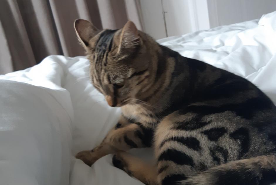 Alerta de Desaparición Gato cruce  Hembra , 1 años Vernaison Francia
