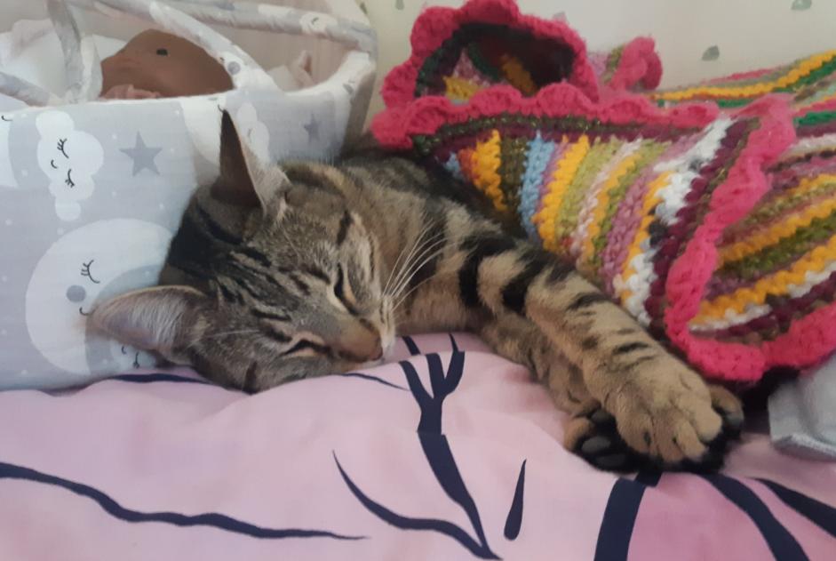Alerta de Desaparición Gato cruce  Hembra , 1 años Vernaison Francia