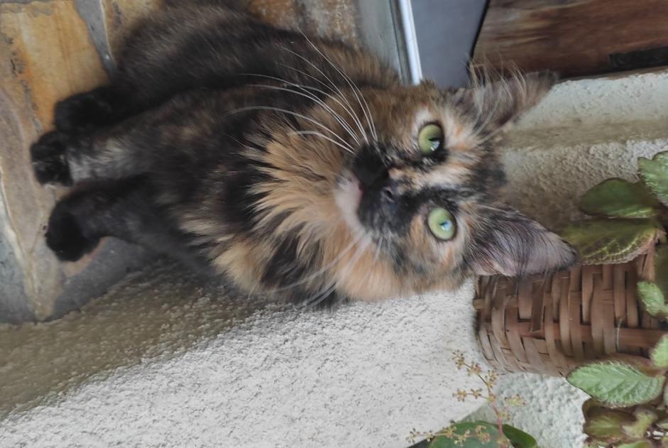 Alerta de Desaparición Gato Hembra , 1 años Montreuil Francia