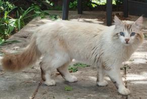 Alerta de Hallazgo Gato cruce  Macho , 2 años Meung-sur-Loire Francia