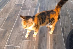 Alerta de Hallazgo Gato Hembra Aizenay Francia