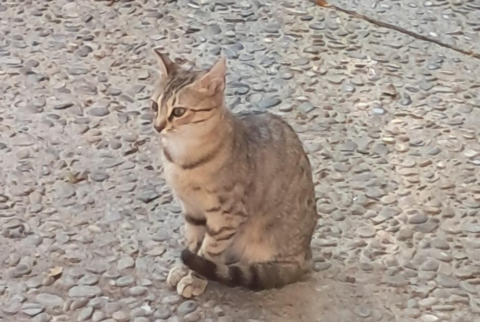 Alerta de Hallazgo Gato Hembra Vitrolles Francia