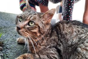 Alerta de Hallazgo Gato Hembra Bécherel Francia