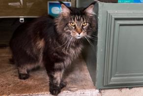Alerta de Hallazgo Gato Hembra Orange Francia