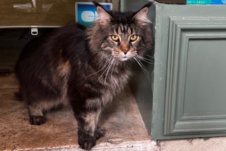 Alerta de Hallazgo Gato Hembra Orange Francia