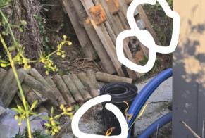 Alerta de Hallazgo Gato Hembra Erdre-en-Anjou Francia
