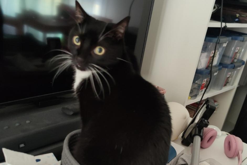 Alerta de Desaparición Gato Macho , 10 años Bouguenais Francia