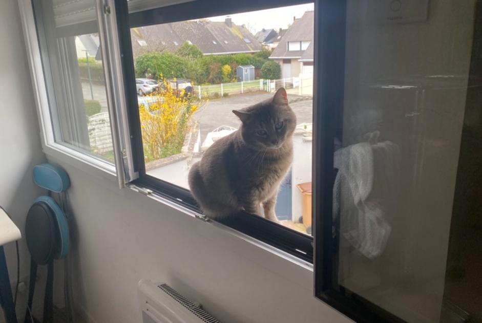 Alerta de Hallazgo Gato Macho , 3 años Dinard Francia