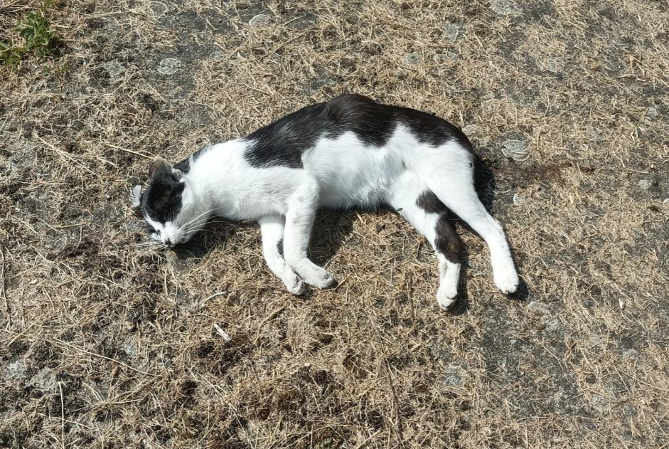 Alerta de Hallazgo Gato Desconocido Saint-Barthélemy-d'Anjou Francia