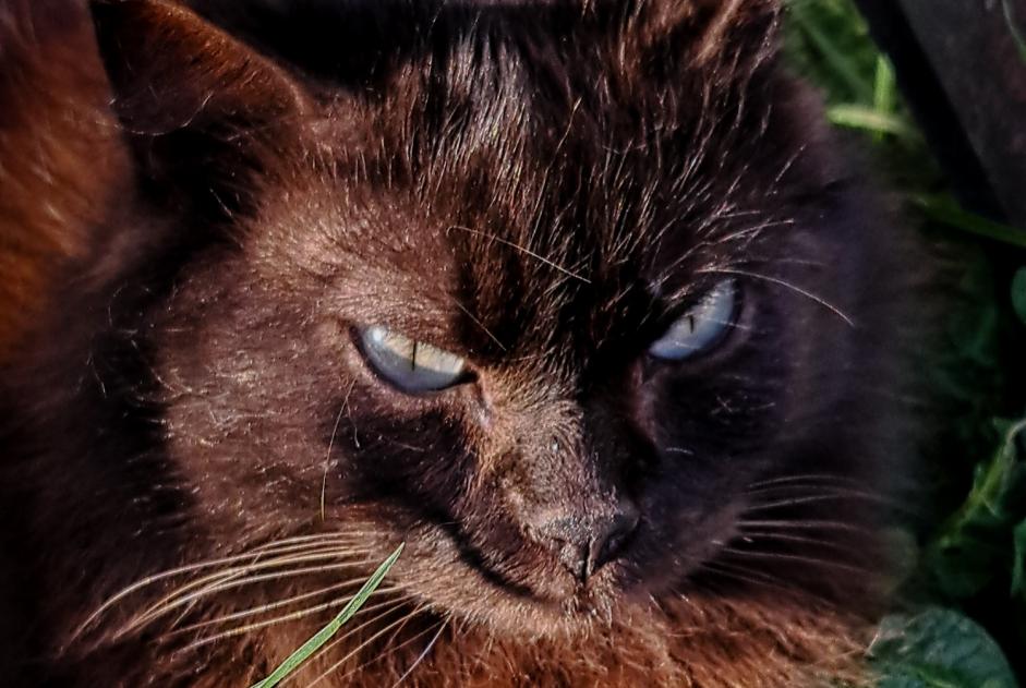 Alerta de Desaparición Gato  Macho , 6 años Bruay-sur-l'Escaut Francia