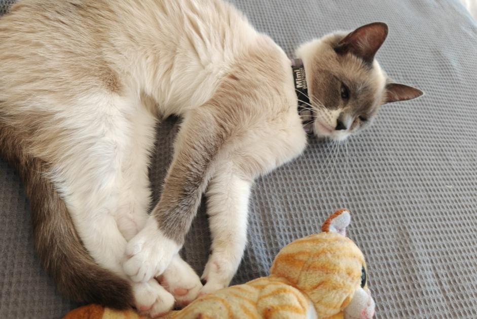 Alerta de Desaparición Gato  Hembra , 2 años Neuilly-Plaisance Francia