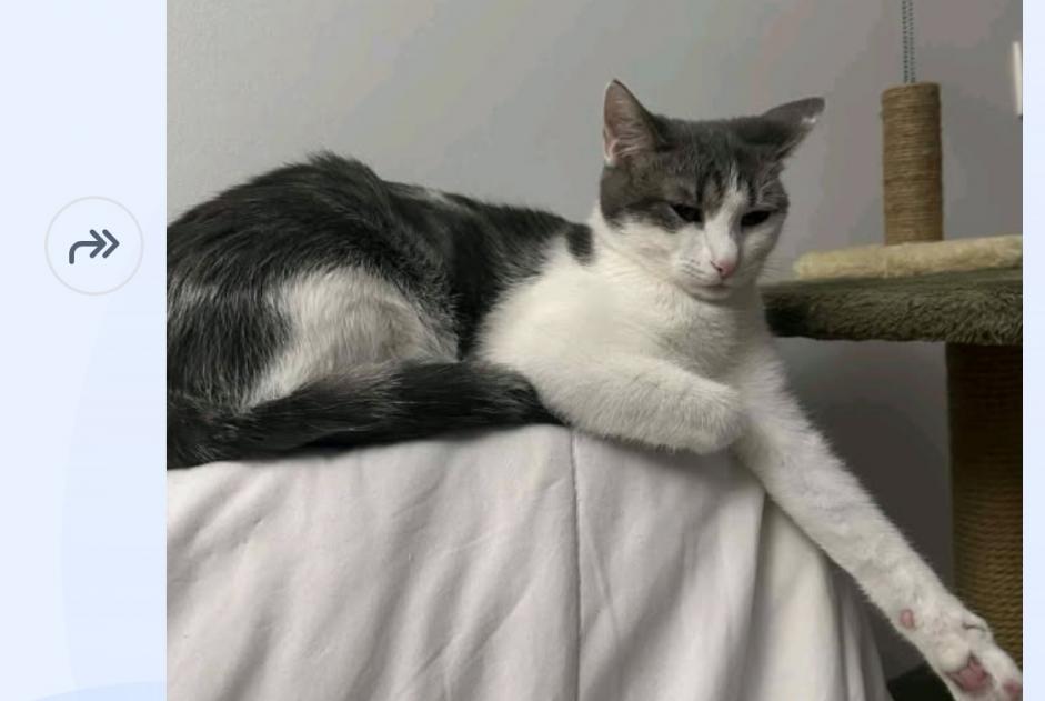Alerta de Desaparición Gato cruce  Hembra , 2 años Lyon Francia