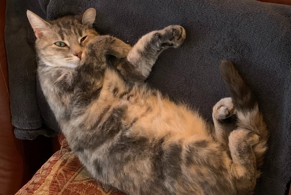 Alerta de Desaparición Gato  Hembra , 10 años Saint-Genis d’Hiersac Francia