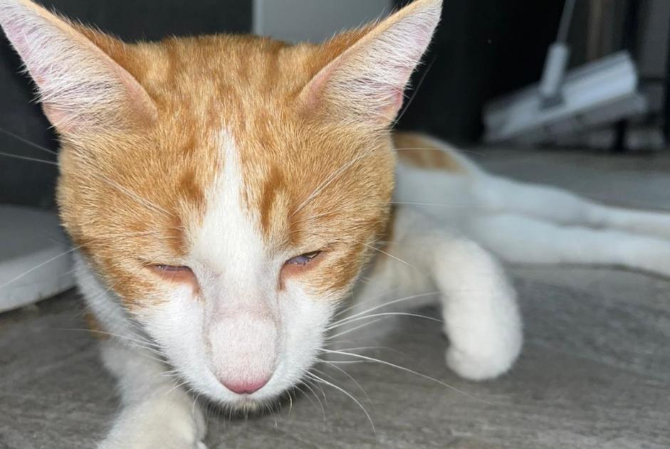 Alerta de Hallazgo Gato Desconocido Avignon Francia