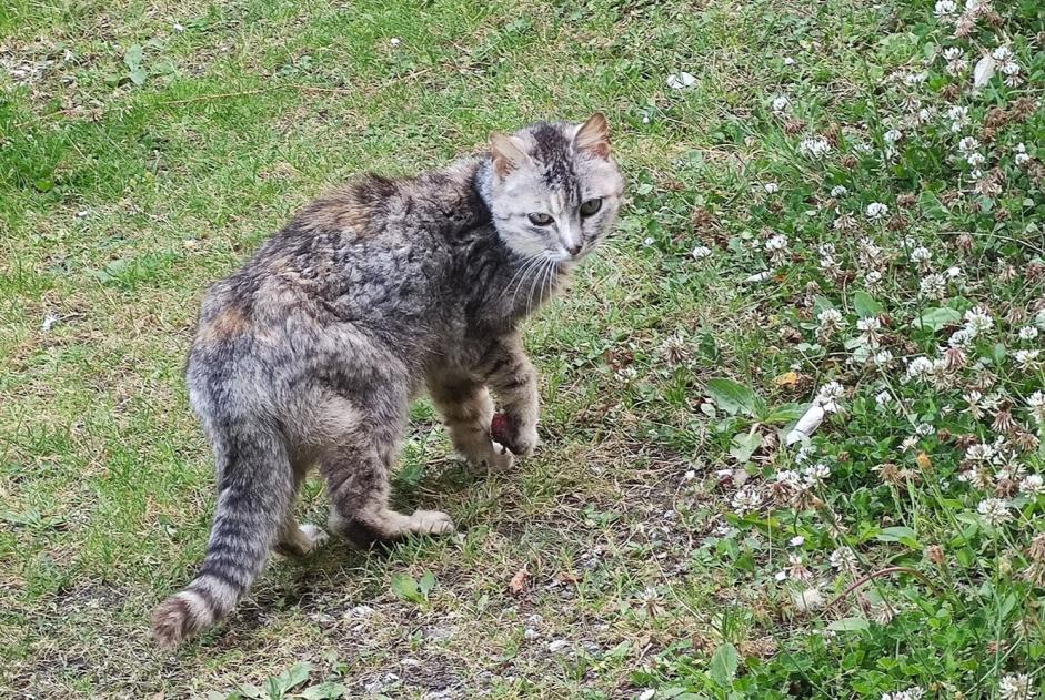Alerta de Hallazgo Gato cruce  Desconocido Plouvien Francia