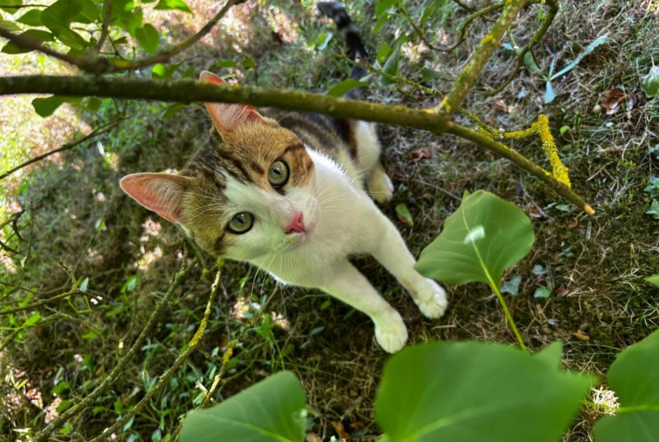 Alerta de Hallazgo Gato Macho Vert-en-Drouais Francia