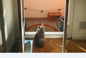 Alerta de Desaparición Gato cruce  Hembra , 1 años Toulouse Francia
