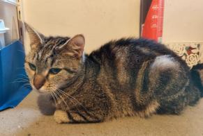 Alerta de Hallazgo Gato Hembra Besançon Francia