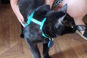 Alerta de Hallazgo Gato Macho Saint-Pierre-du-Mont Francia