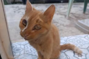 Alerta de Hallazgo Gato Desconocido Le Puy-en-Velay Francia