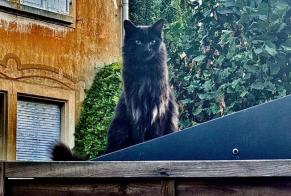 Alerta de Desaparición Gato Macho , 1 años Thann Francia