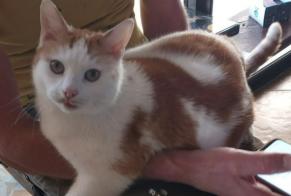Alerta de Desaparición Gato Macho , 10 años Saint-Junien Francia