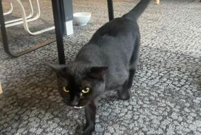 Alerta de Hallazgo Gato Hembra Montrouge Francia