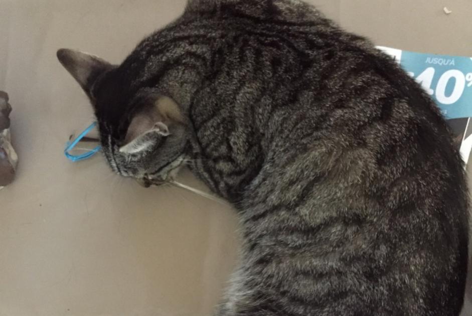 Alerte Disparition Chat  Mâle , 10 ans Narbonne France