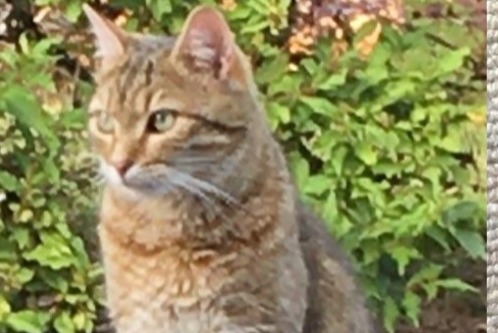 Alerte Disparition Chat croisement  Mâle , 6 ans Dun-les-Places France
