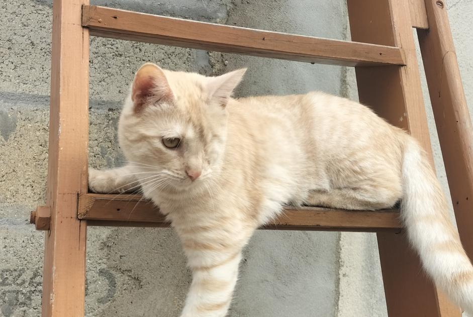 Alerte Disparition Chat  Femelle , 1 ans Le Mesnil-en-Thelle France