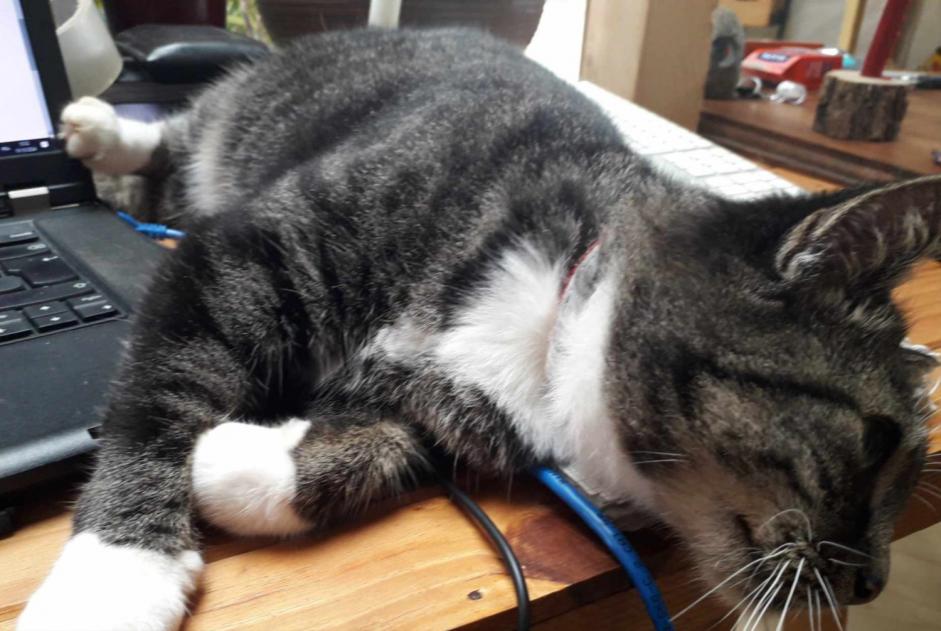 Alerte Disparition Chat  Femelle , 10 ans Busserolles France